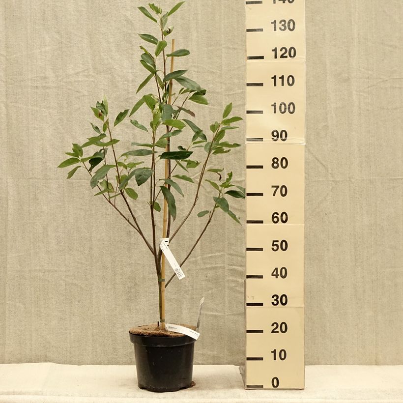 Ejemplar de Amelanchier laevis Ballerina Maceta 7,5L/10L entregado en otoño