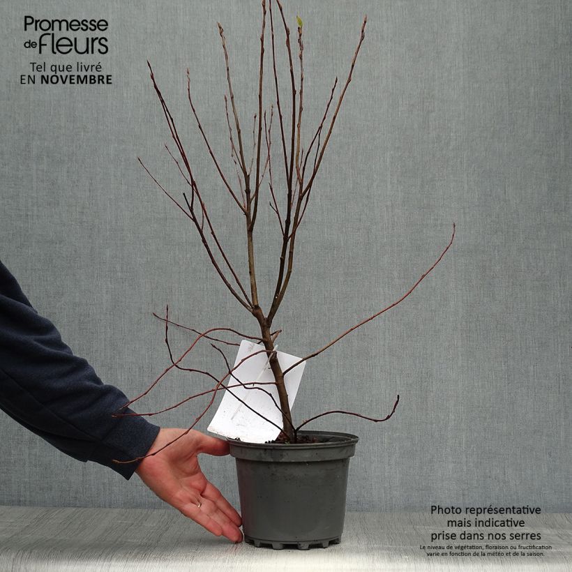 Ejemplar de Amelanchier canadensis - Guillomo del Canadá Maceta 2L/3L entregado en otoño