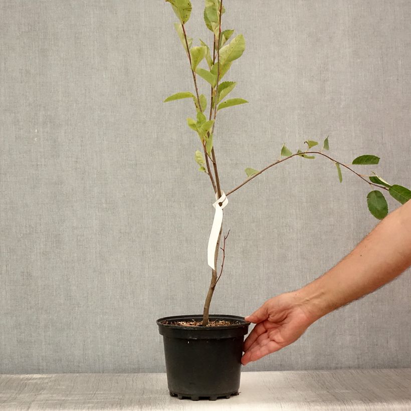 Ejemplar de Amelanchier canadensis - Guillomo del Canadá Maceta 2L/3LAltura de entrega aprox. 50/60cm entregado en verano