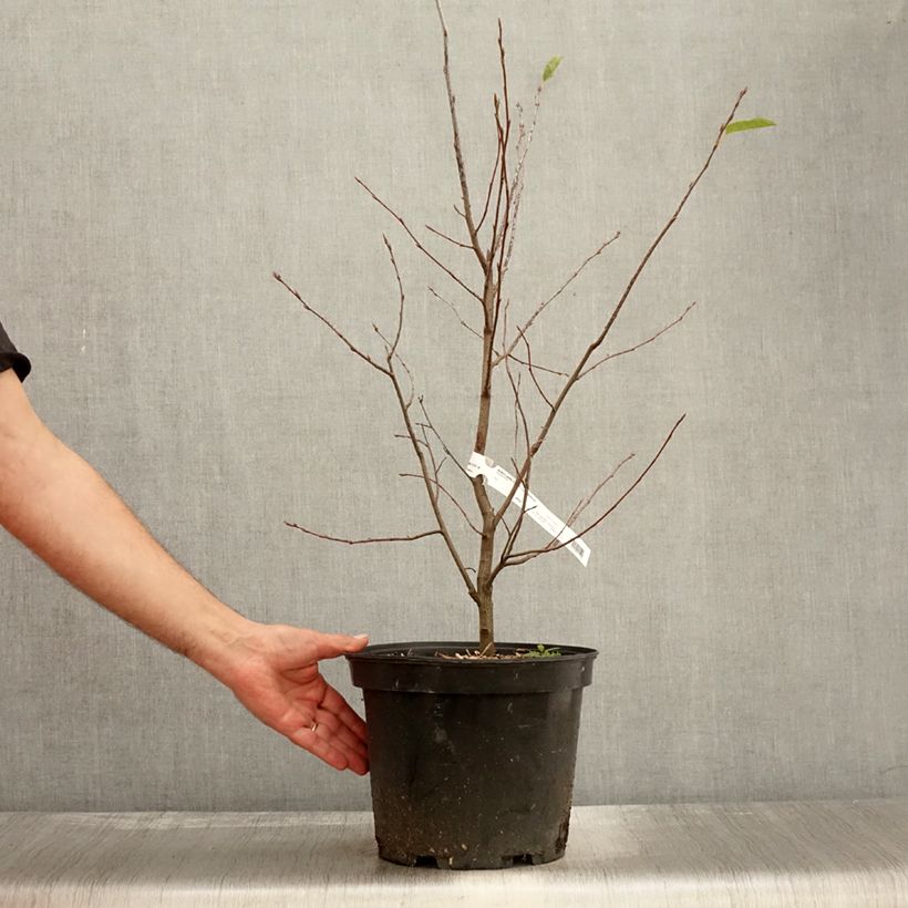 Ejemplar de Amelanchier canadensis - Guillomo del Canadá Maceta 7,5L/10L entregado en otoño