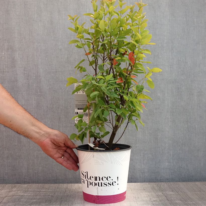 Ejemplar de Amelanchier canadensis October Flame - Guillomo del Canadá Maceta 4L/5LAltura de entrega aprox. 60/80 cmcm entregado en verano