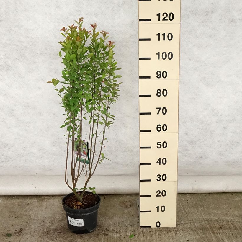 Ejemplar de Amelanchier canadensis Rainbow Pillar - Guillomo del Canadá Maceta 4L/5L entregado en verano