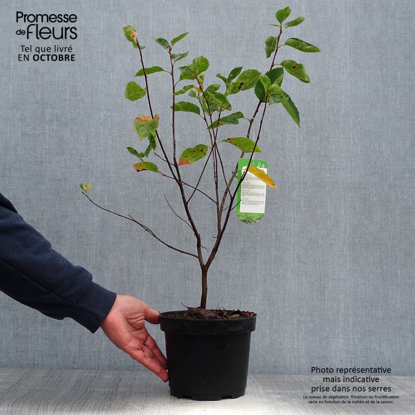 Ejemplar de Amelanchier lamarckii - Guillomo nevado Maceta 3L/4L entregado en otoño