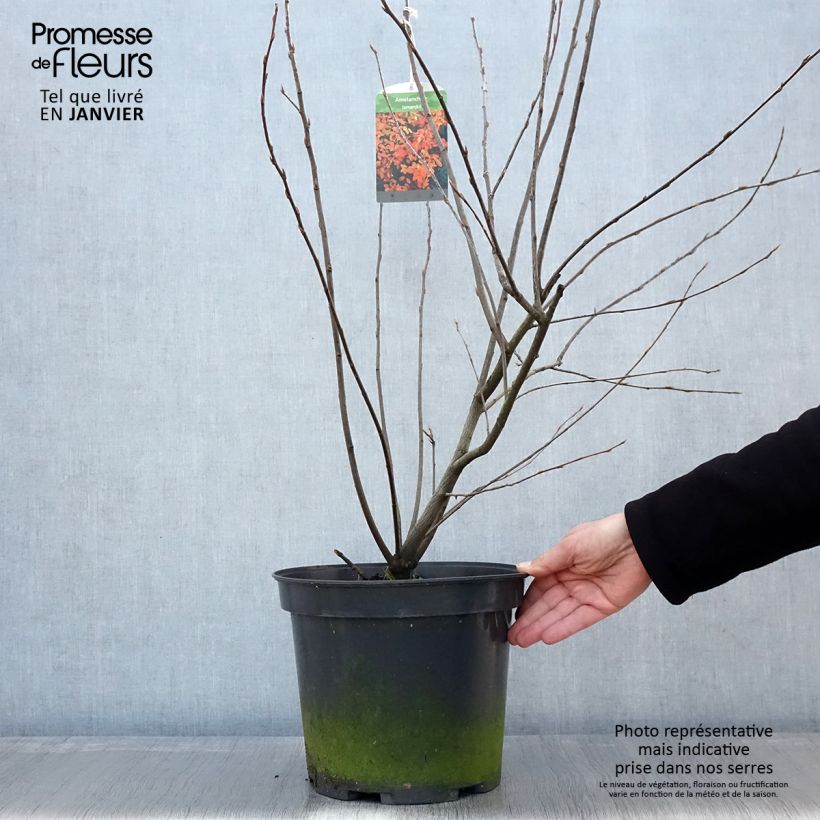 Amelanchier lamarckii - Guillomo nevado Maceta 7,5L/10L Ejemplar entregado en invierno