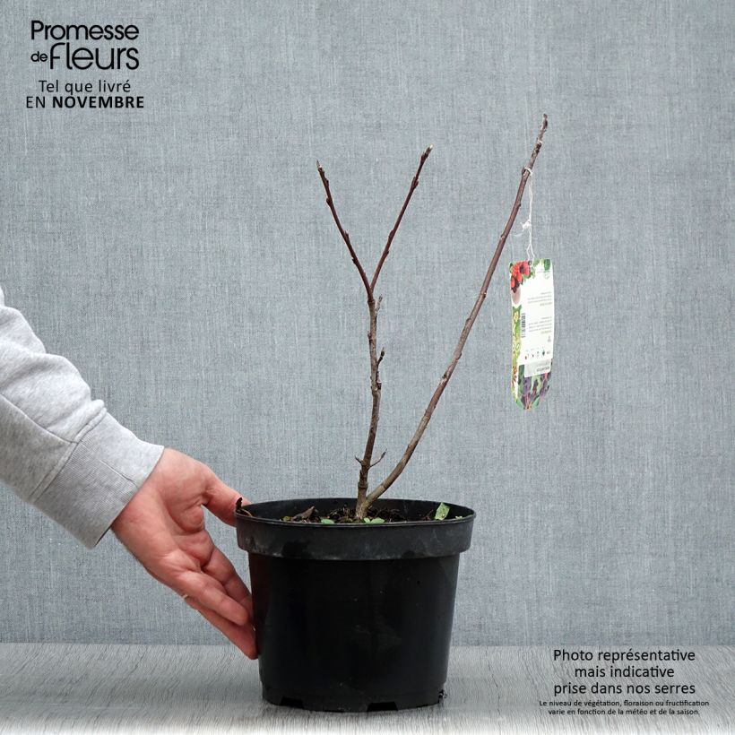 Ejemplar de Amelanchier alnifolia Smoky - Guillomo de Saskatchewan Maceta 2L/3L entregado en otoño