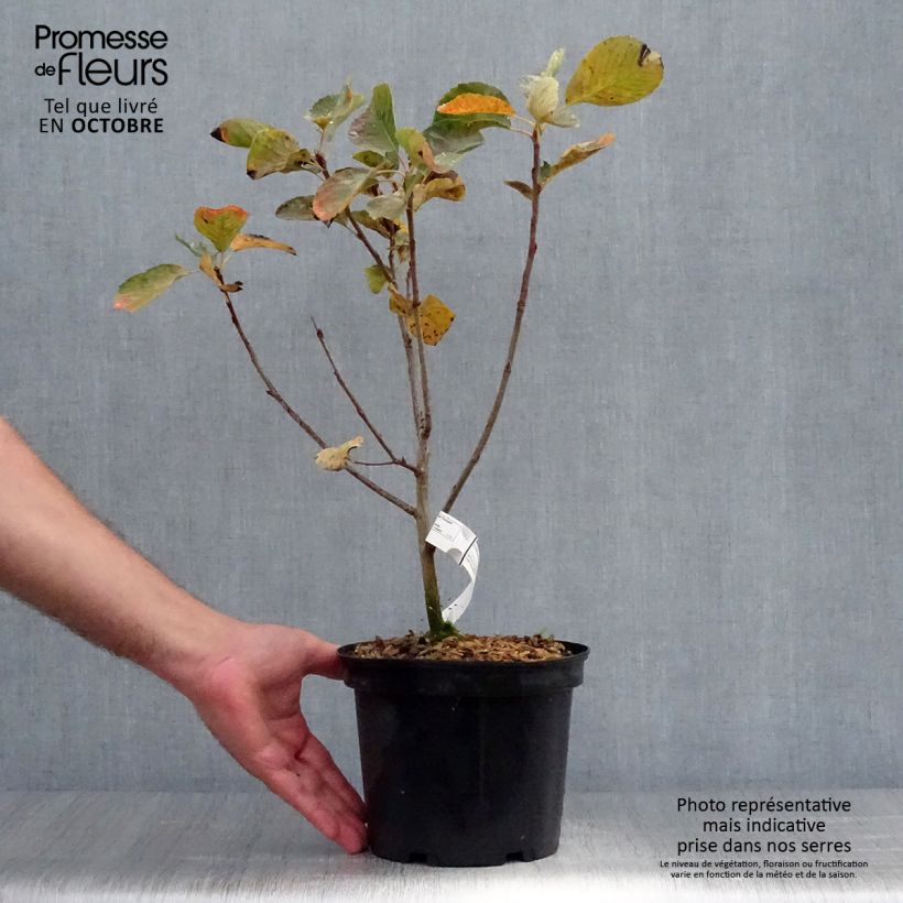 Ejemplar de Amelanchier alnifolia Thiessen - Guillomo de Saskatchewan Maceta 2L/3L entregado en otoño
