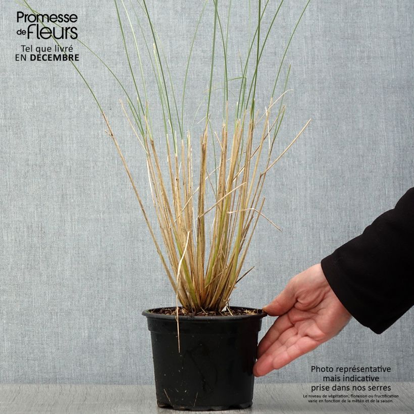 Ejemplar de Ammophila arenaria - Barrón Maceta 2L/3L entregado en otoño