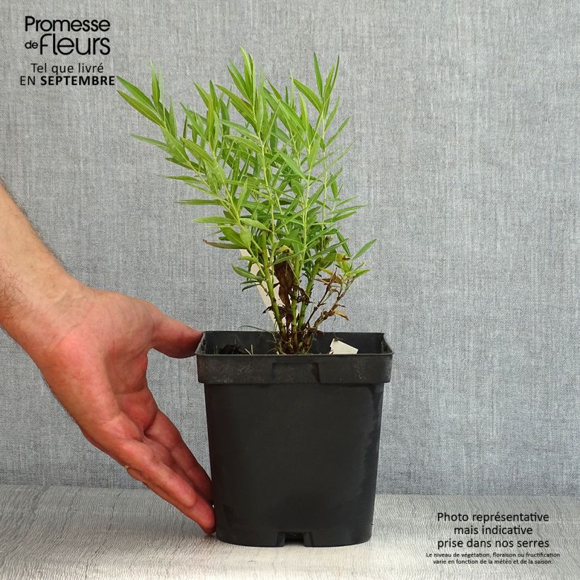 Ejemplar de Amsonia Blue Ice Maceta 2L/3L entregado en verano