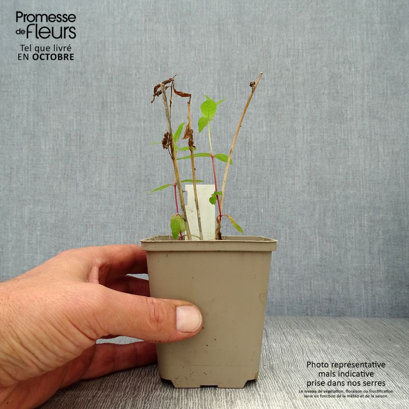 Ejemplar de Amsonia orientalis Maceta de 8/9 cm entregado en otoño
