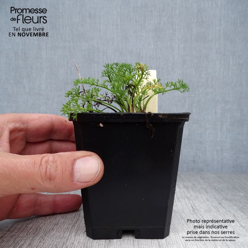 Ejemplar de Anacyclus pyrethrum var. depressus - Manzanilla de montaña Maceta de 8/9 cm entregado en otoño