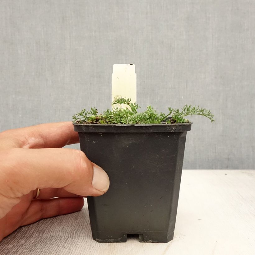 Ejemplar de Anacyclus pyrethrum var. depressus - Manzanilla de montaña Maceta de 8/9 cm entregado en verano