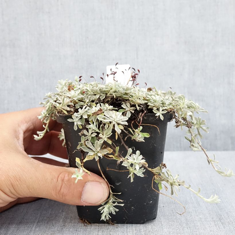 Ejemplar de Anaphalis alpicola - Perlas nacaradas Maceta de 8/9 cm entregado en verano