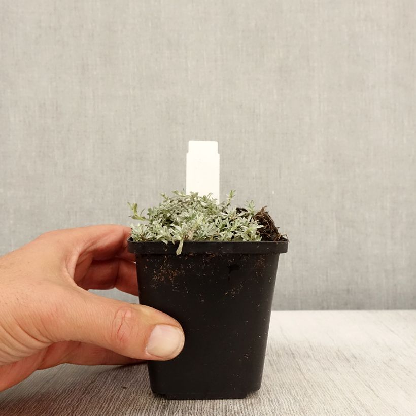 Ejemplar de Anaphalis alpicola - Perlas nacaradas Maceta de 8/9 cm entregado en otoño