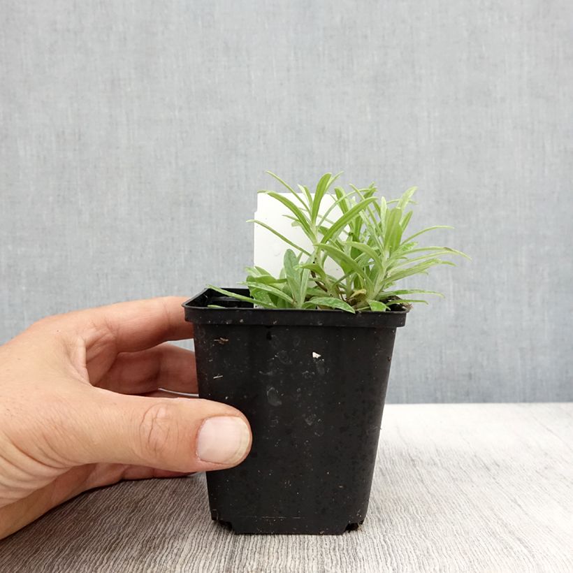 Ejemplar de Anaphalis margaritacea Neuschnee Maceta de 8/9 cm entregado en otoño