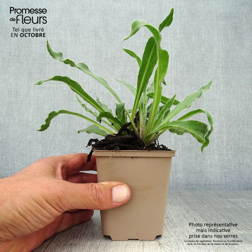 Ejemplar de Anchusa azurea Dropmore Maceta de 8/9 cm entregado en otoño