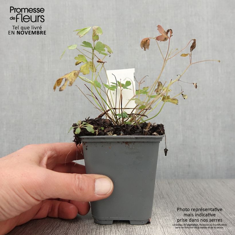 Ejemplar de Aquilegia caerulea Rose Queen Maceta de 8/9 cm entregado en otoño