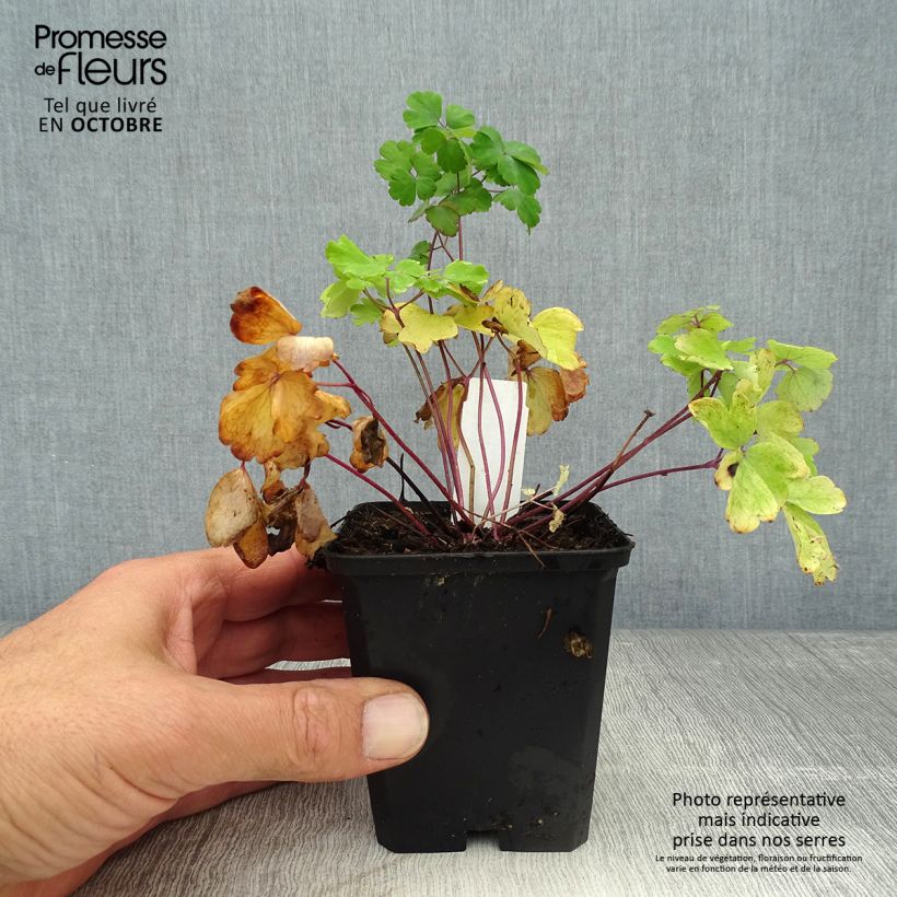 Ejemplar de Aquilegia vulgaris - Aguileña Maceta de 8/9 cm entregado en otoño