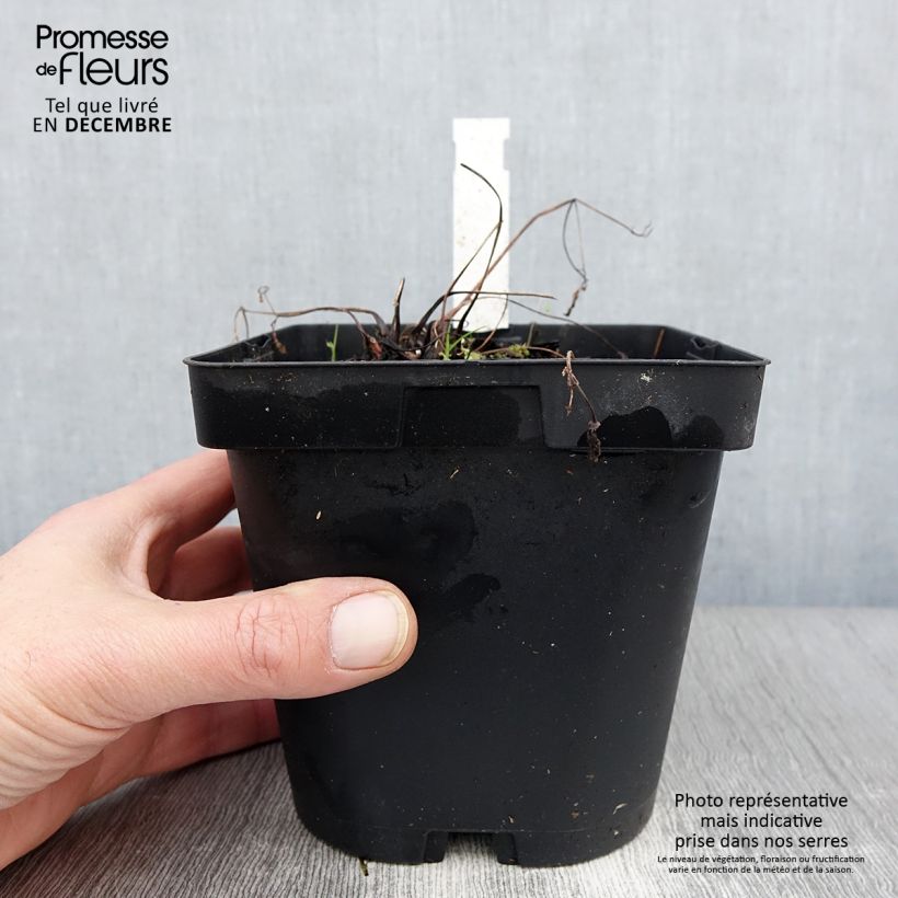 Ejemplar de Aquilegia alpina - Aguileña Maceta 2L/3L entregado en otoño