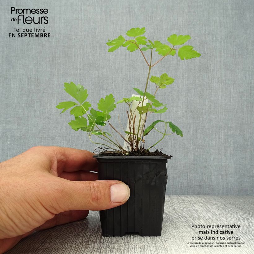 Ejemplar de Aquilegia canadensis - Aguileña rojo Maceta de 8/9 cm entregado en otoño