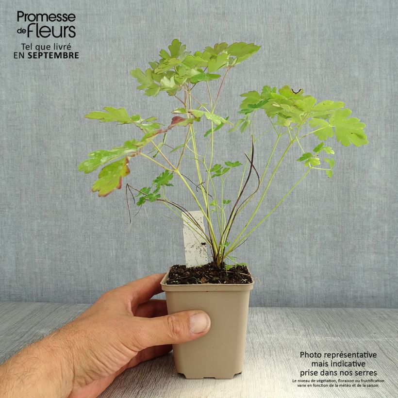 Ejemplar de Aquilegia canadensis Little Lanterns - Aguileña Maceta de 8/9 cm entregado en verano