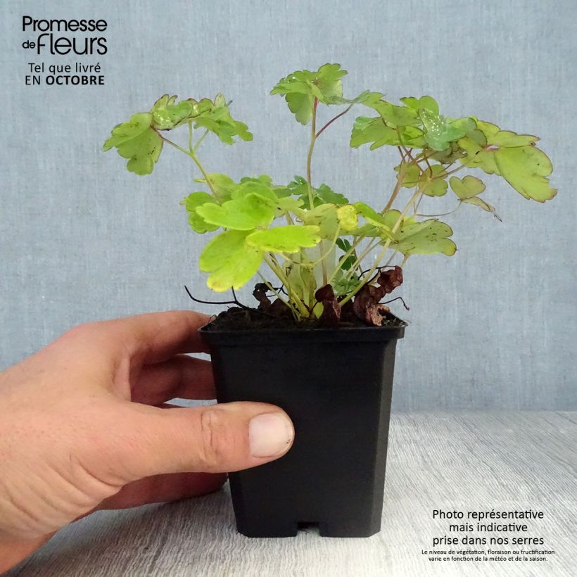 Ejemplar de Aquilegia flabellata Ministar Maceta de 8/9 cm entregado en otoño