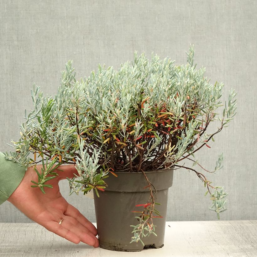 Ejemplar de Andromeda polifolia Blue Lagoon - Romero de pantano Maceta 2L/3LAltura de entrega aprox. 20/25cm entregado en verano