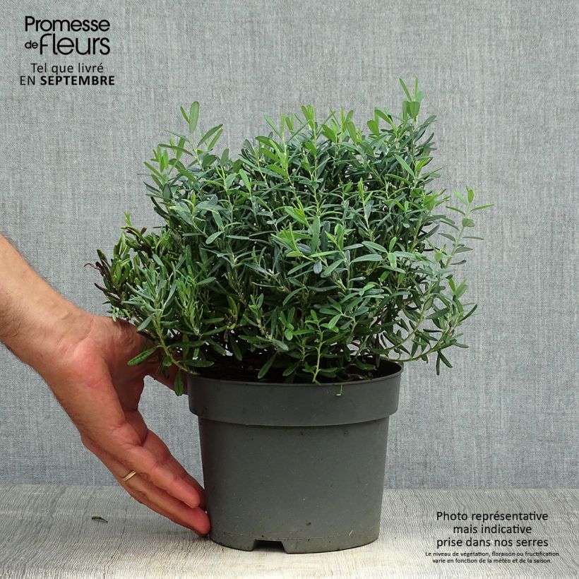 Ejemplar de Andromeda polifolia Blue Ice - Romero de pantano Maceta 2L/3L entregado en otoño