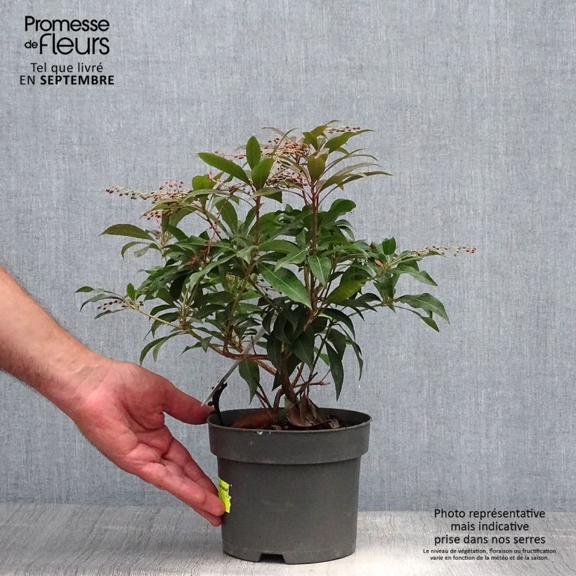 Ejemplar de Pieris japonica Katsura - Andrómeda Maceta 2L/3L entregado en otoño
