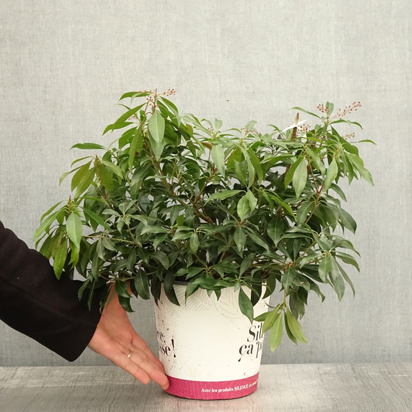 Ejemplar de Pieris japonica Katsura - Andrómeda Maceta 4L/5L entregado en otoño