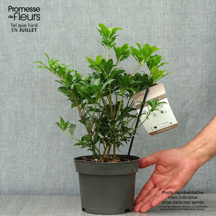 Ejemplar de Pieris japonica Mountain Fire - Andrómeda Maceta 2L/3L entregado en verano
