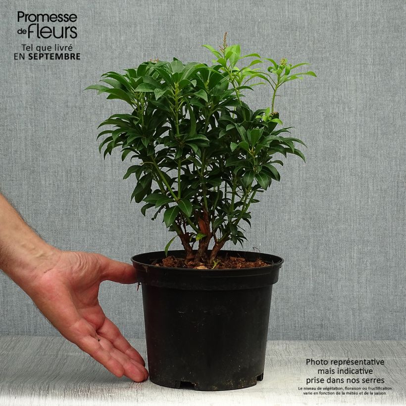 Ejemplar de Pieris japonica Passion - Andrómeda Maceta 2L/3L entregado en otoño
