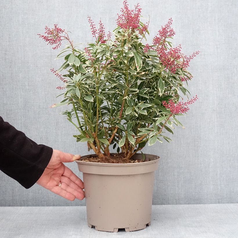 Pieris japonica Polar passion® - Japanese andromeda, Lily of the valley shrub, Japanese pieris Maceta 2L/3L Ejemplar entregado en invierno
