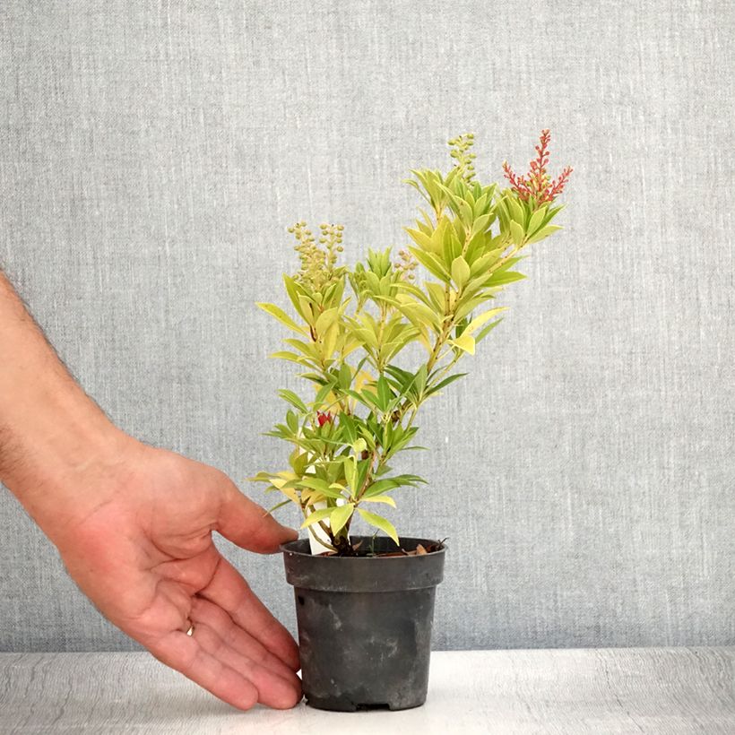 Ejemplar de Pieris japonica Prelude - Andrómeda Maceta de 8/9 cm entregado en verano