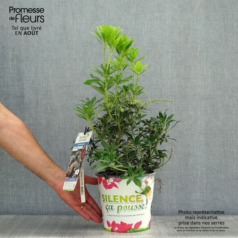 Ejemplar de Pieris japonica Purity - Andrómeda Maceta 3L/4LAltura de entrega aprox. 30/40cm entregado en verano