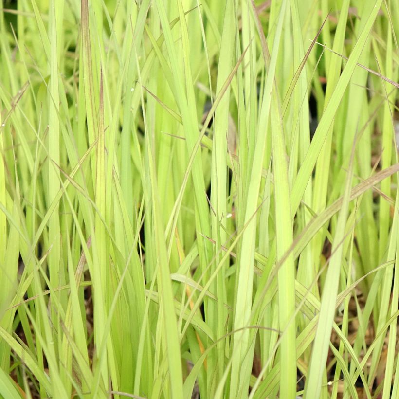 Andropogon gerardii Blackhawks (Follaje)