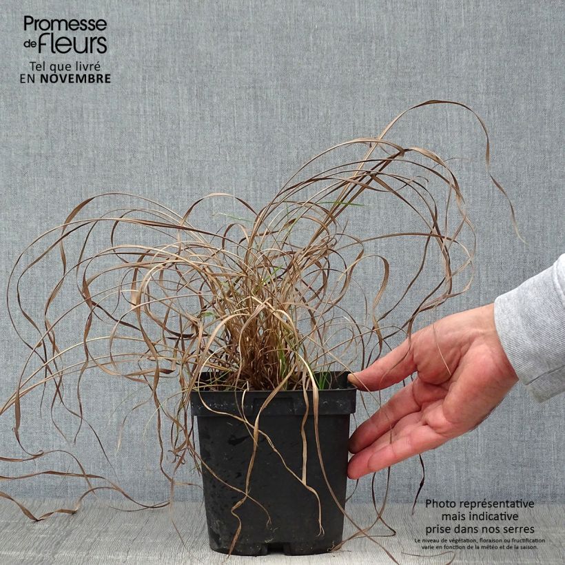 Ejemplar de Andropogon gerardii Prairie Sommer Maceta 2L/3L entregado en otoño