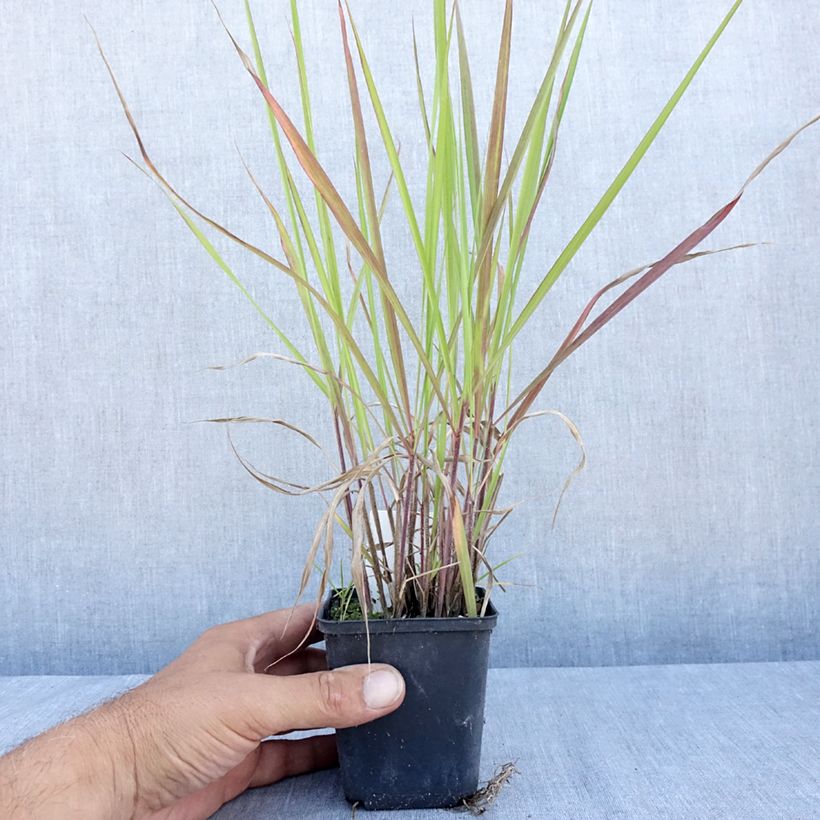 Ejemplar de Andropogon gerardii Red October Maceta de 8/9 cm entregado en verano