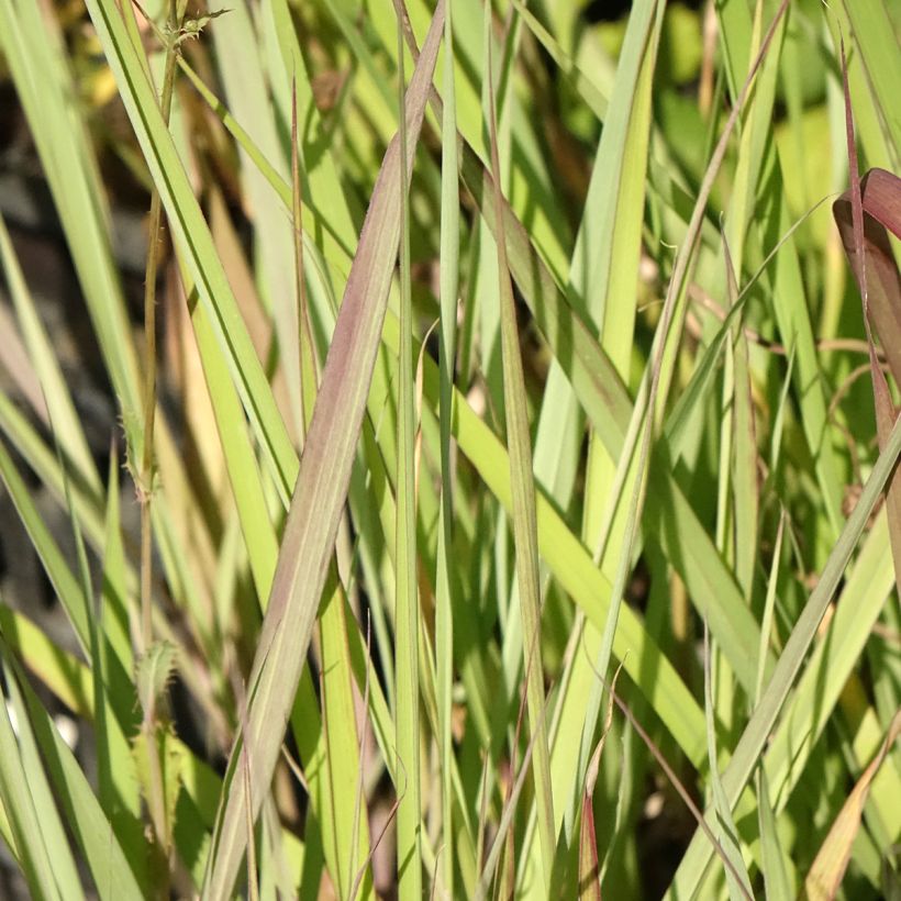Andropogon gerardii Red October (Follaje)