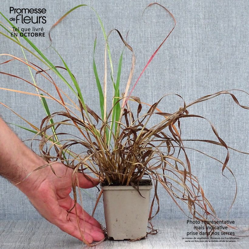Ejemplar de Andropogon hallii Purple Konza Maceta de 8/9 cm entregado en otoño