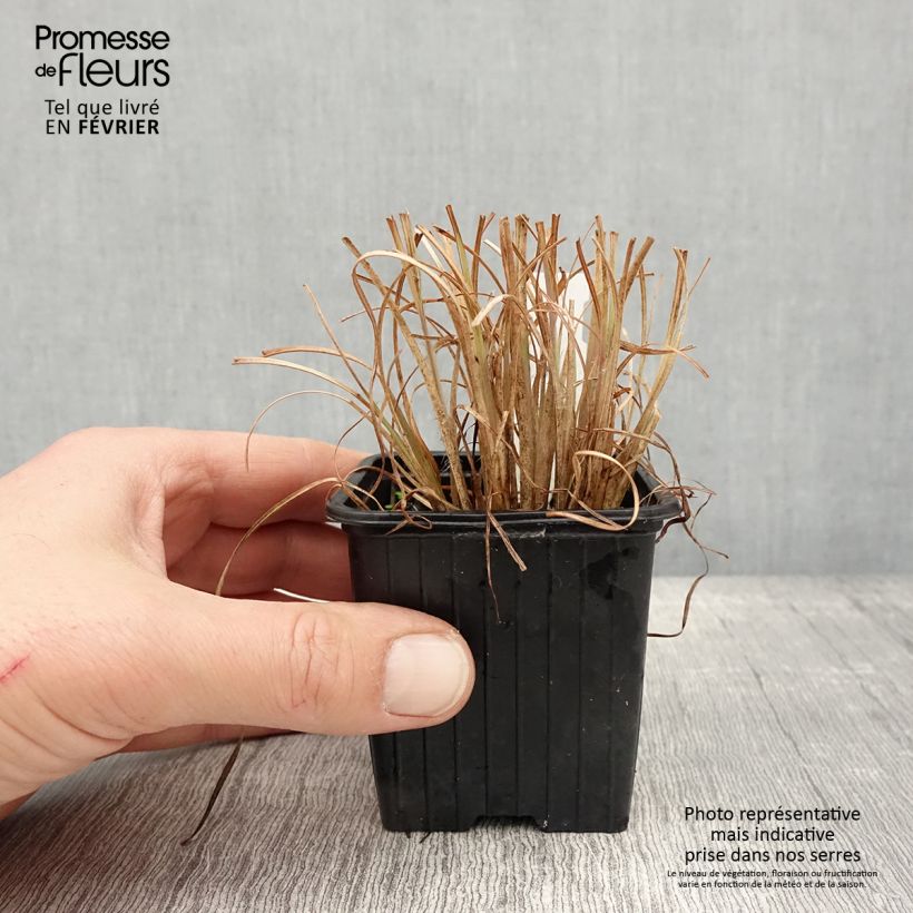 Andropogon ternarius Maceta de 8/9 cm Ejemplar entregado en invierno
