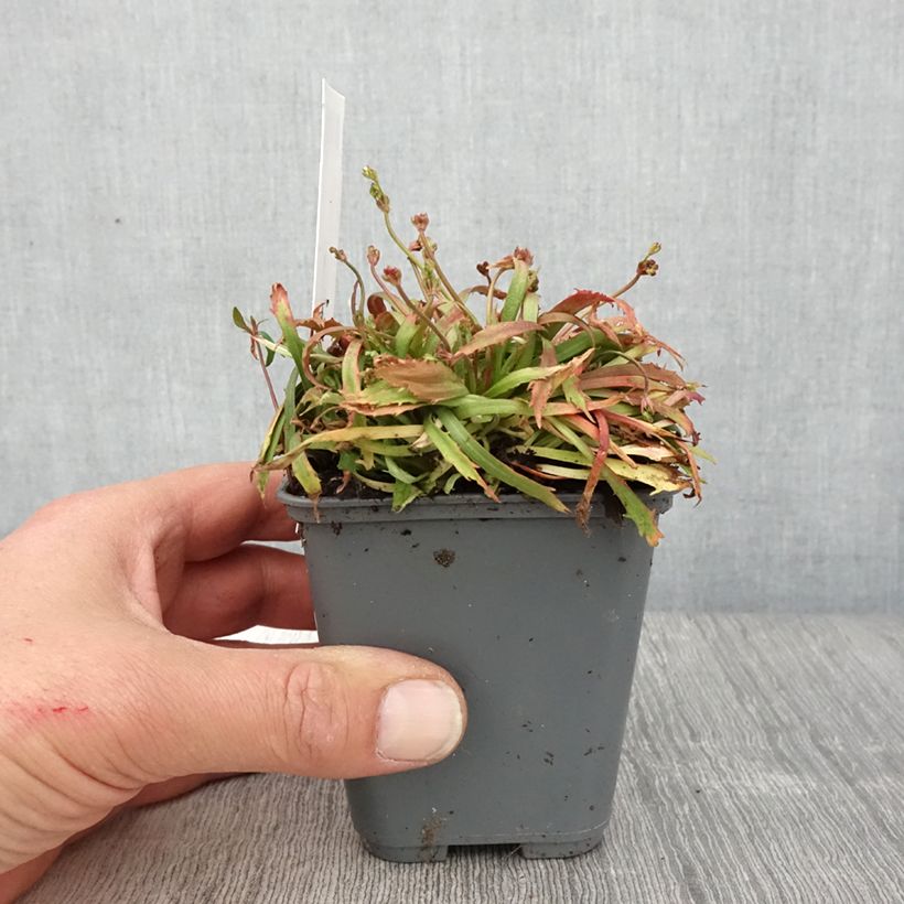 Androsace septentrionalis Star Dust Godet de 9cm Ejemplar entregado en la primavera