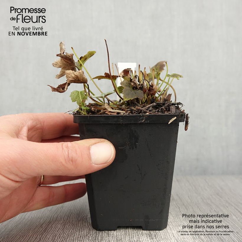 Ejemplar de Anemone hupehensis Alando Rose - Anémona del Japón Maceta de 8/9 cm entregado en otoño