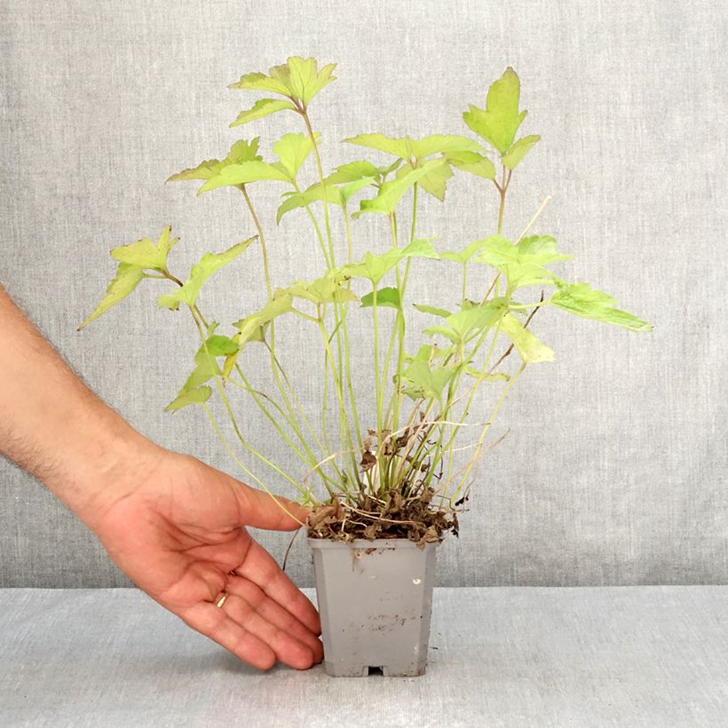 Ejemplar de Anemone hupehensis Alando Rose - Anémona del Japón Maceta de 8/9 cm entregado en verano