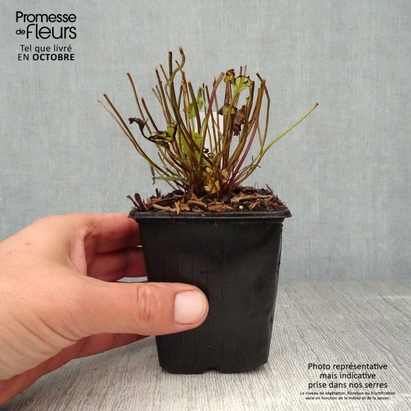 Ejemplar de Anemone Bressingham Glow Maceta de 8/9 cm entregado en otoño