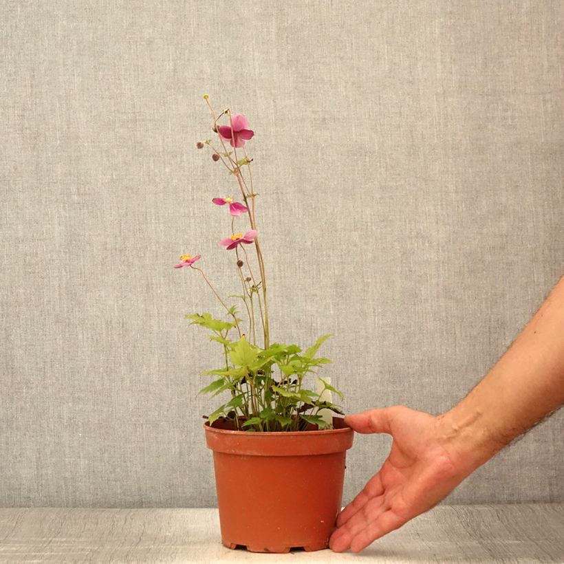 Ejemplar de Anemone hupehensis Crispa - Anémona del Japón Maceta 2L/3L entregado en verano