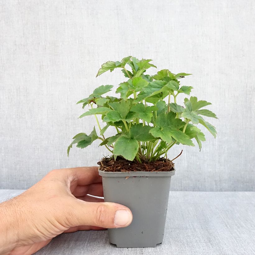 Ejemplar de Anemone Fantasy Jasmine Maceta de 8/9 cm entregado en verano