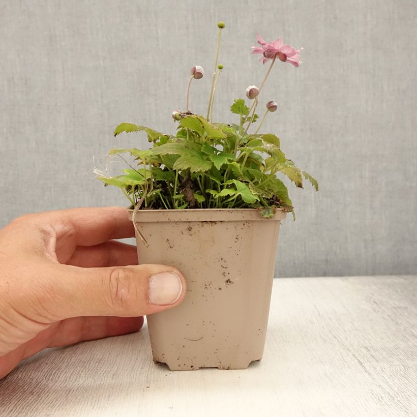 Ejemplar de Anemone hupehensis Fantasy Pocahontas - Anémona del Japón Maceta de 8/9 cm entregado en verano