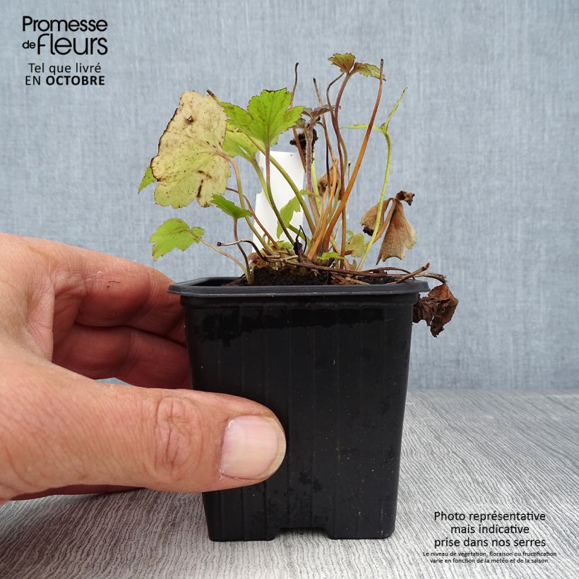 Ejemplar de Anemone hupehensis Pamina - Anémona del Japón Maceta de 8/9 cm entregado en otoño