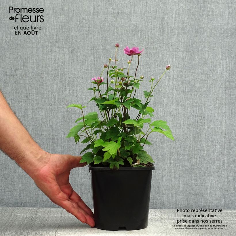 Ejemplar de Anemone hupehensis Pamina - Anémona del Japón Maceta 1L/1,5L entregado en verano