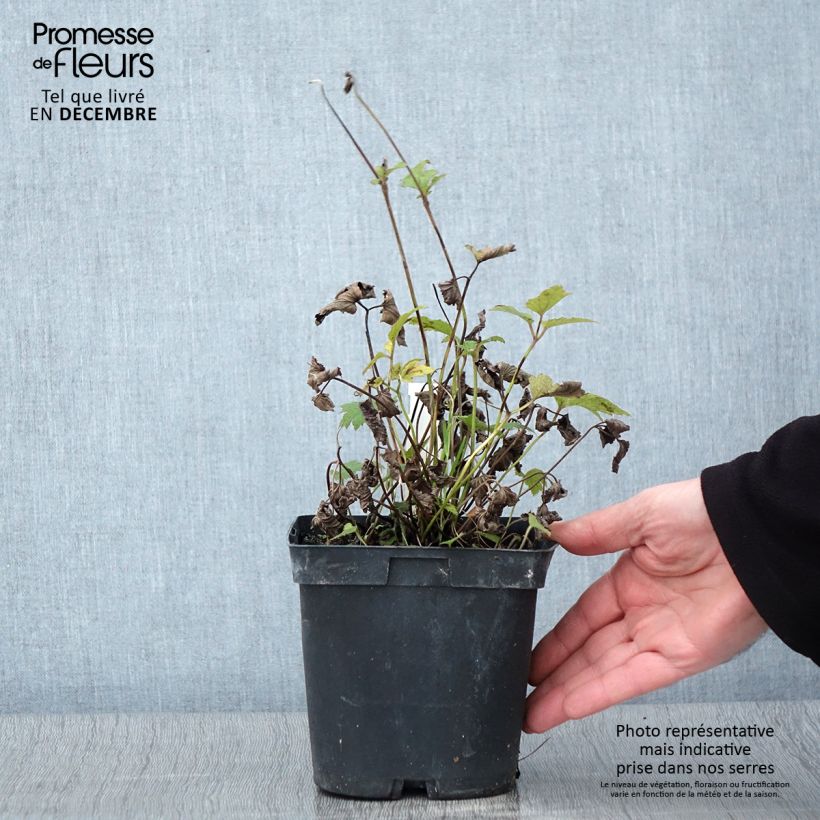 Ejemplar de Anemone hupehensis Prinz Heinrich - Anémona del Japón Maceta 2L/3L entregado en otoño